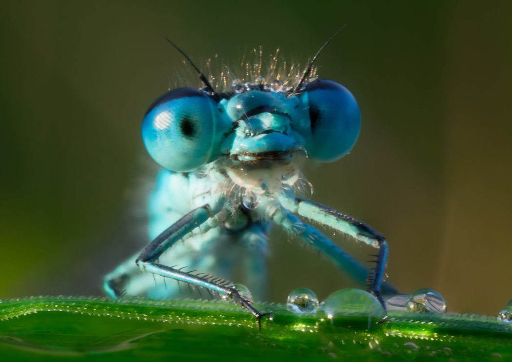 Alles über Insekten