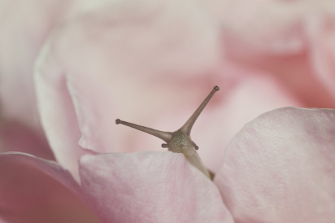 Alles über Schalenweichtiere