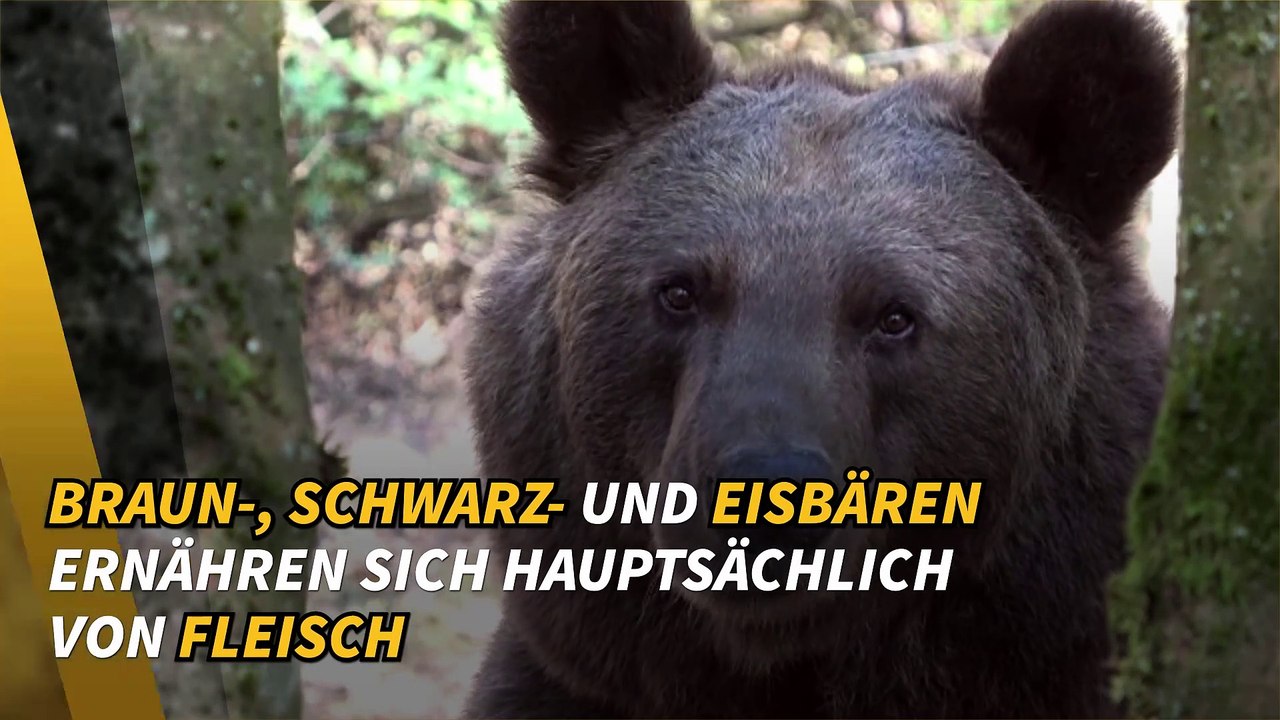 Alles über Bären