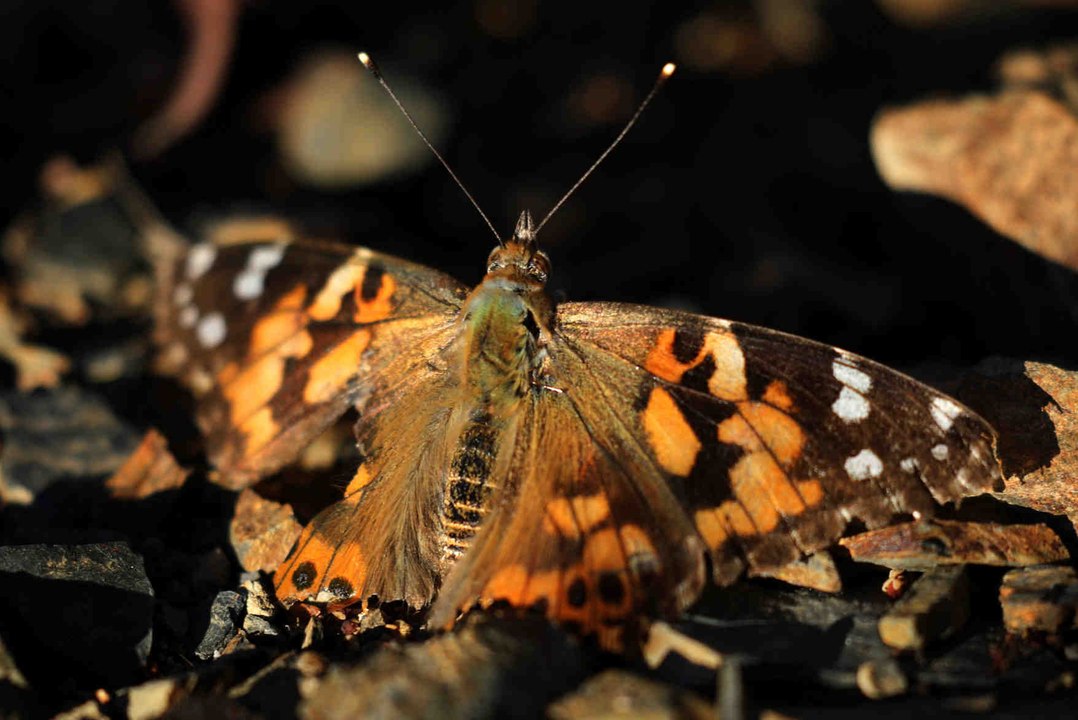 Alles über Schmetterlinge