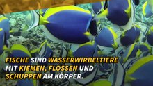 Alles über Fische