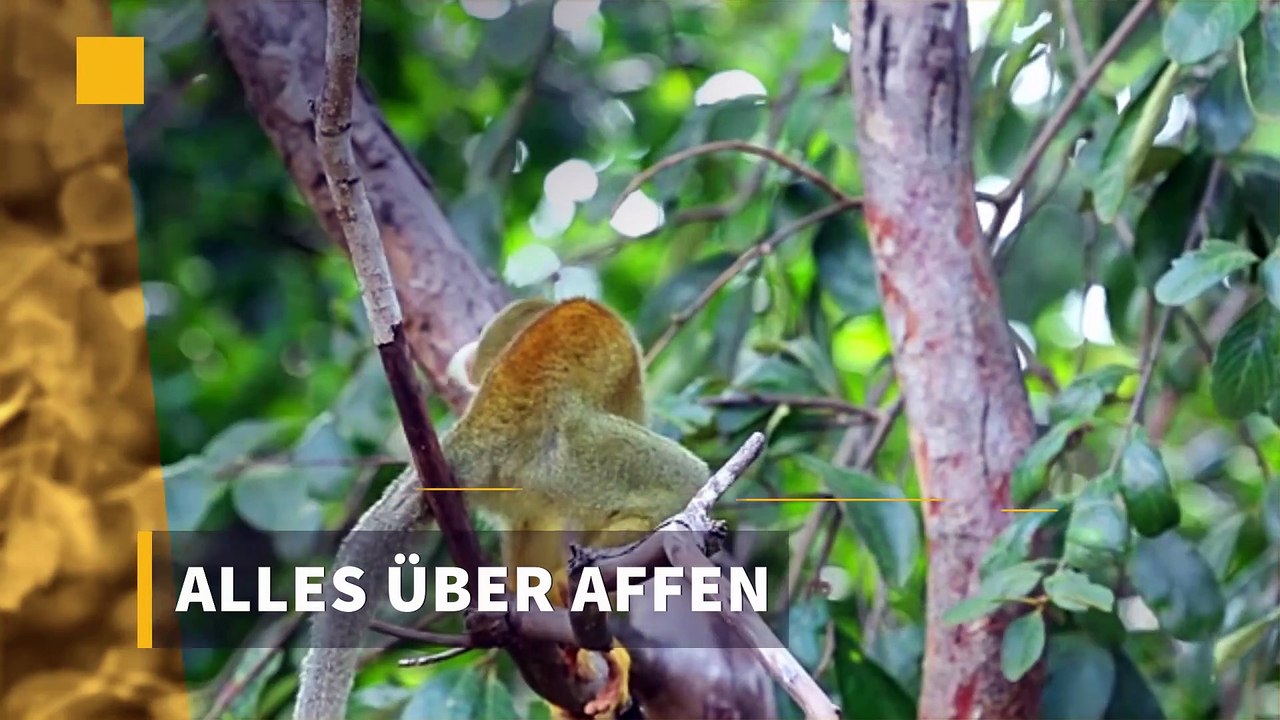 Alles über Affen