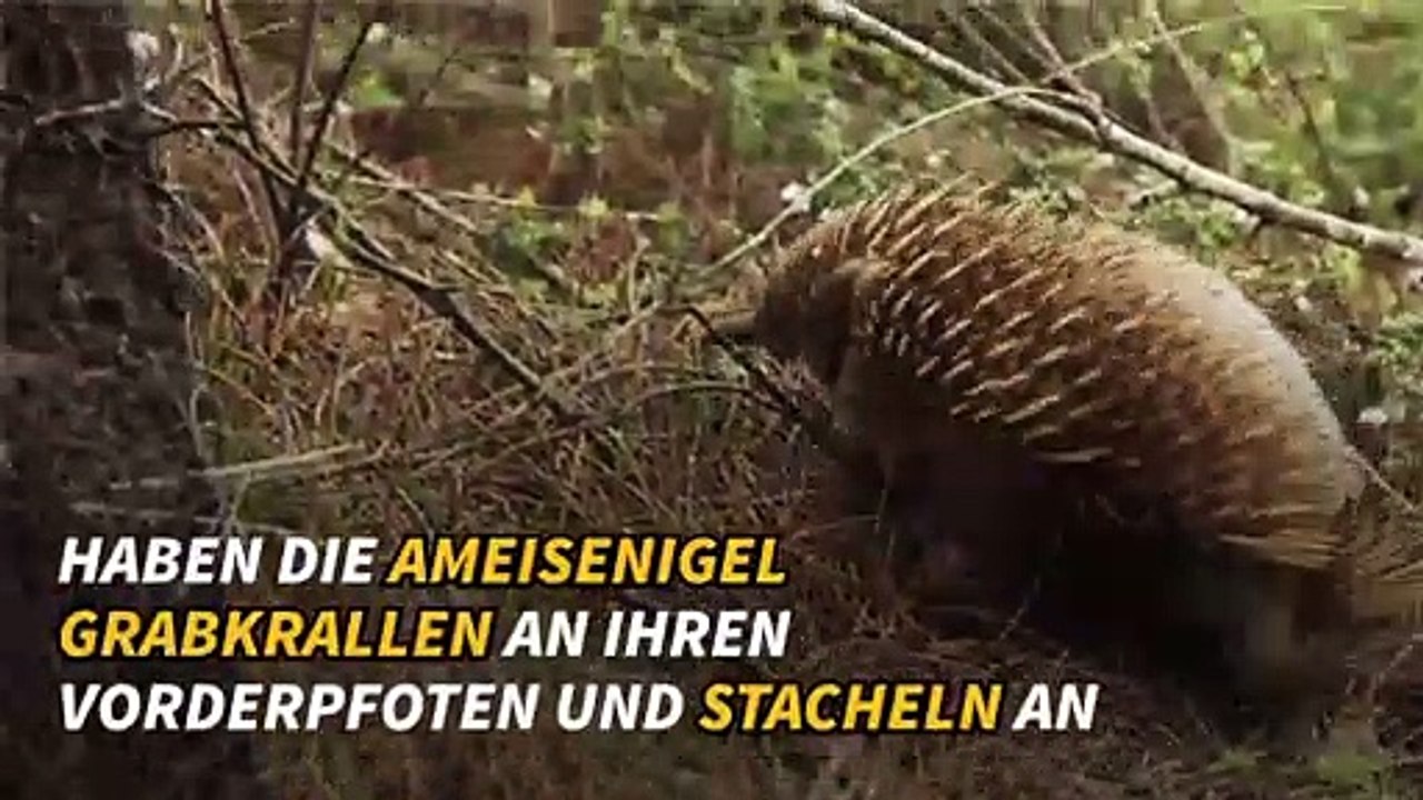 Alles über Kloakentiere