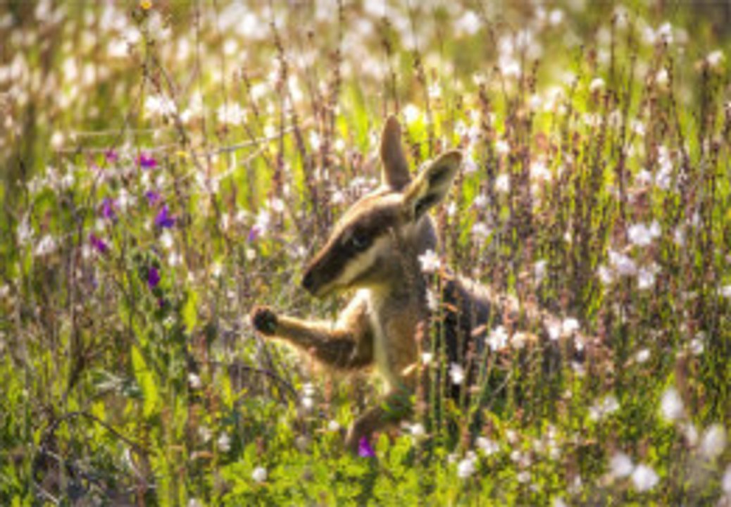 Alles über Beuteltiere