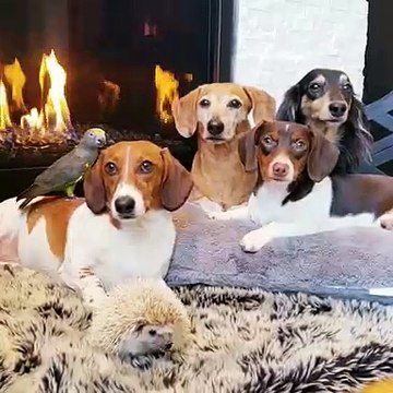Ces charmants petits animaux vont vous arracher un sourire. Admirez !