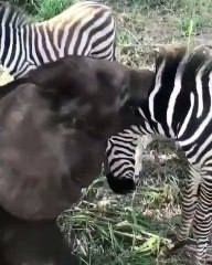 Quand un éléphanteau et un zèbre jouent ensemble. Trop cute !