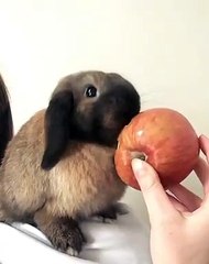 Un adorable lapin grignote une pomme. Regardez !