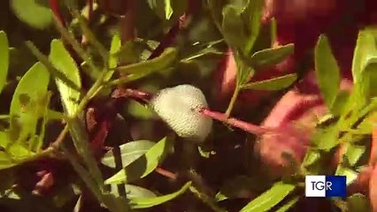 Si, la sputacchina è nel barese, ma non è detto che porti Xylella