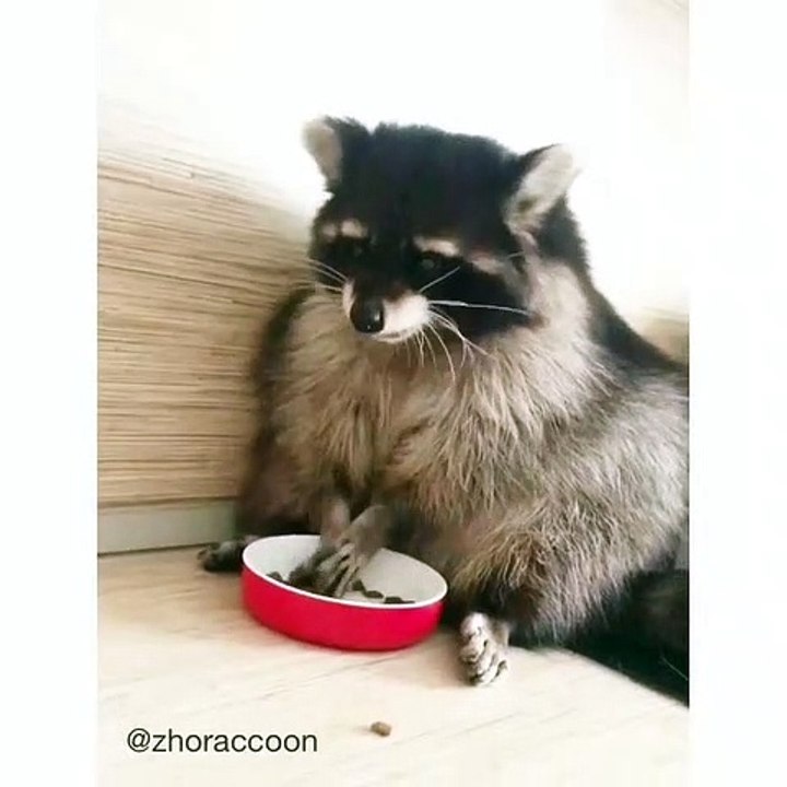 Quand un raton-laveur mange dans un bol et il le fait très bien. Étonnant !