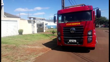 Bombeiros são mobilizados para captura de animal