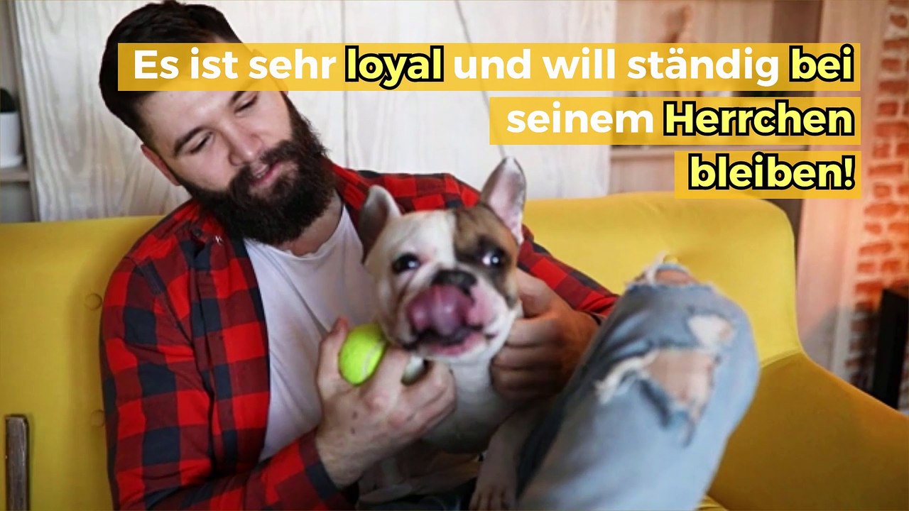 Die französische Bulldogge: eine der beliebtesten Rassen der Welt