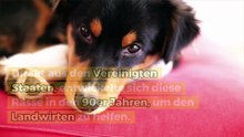 Der Australian Shepherd: der aktive Hütehund