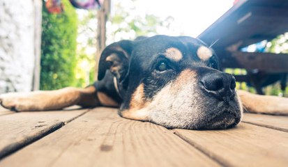 Wie berechnet man das Alter seiner Hundes?