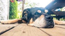 Wie berechnet man das Alter seiner Hundes?