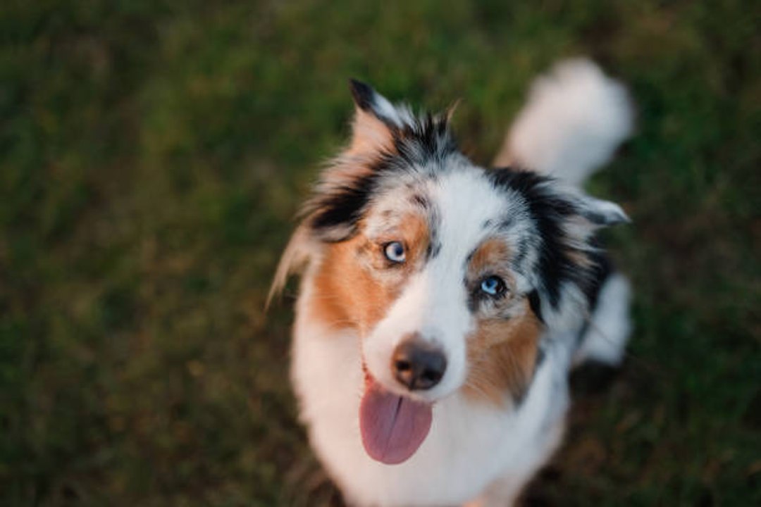 Top 10 der schönsten Hunderassen