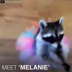 Admirez Melanie, le raton-laveur le plus intelligent du monde !