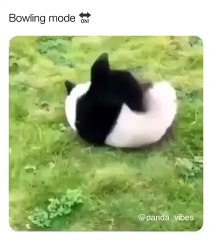 Quand un superbe panda se met en boule. Trop cute !