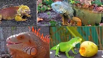 Amazing Facts of Faith — Iguana