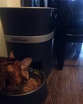 Ce chat espionnant une chatte entrain de manger est à mourir de rire !