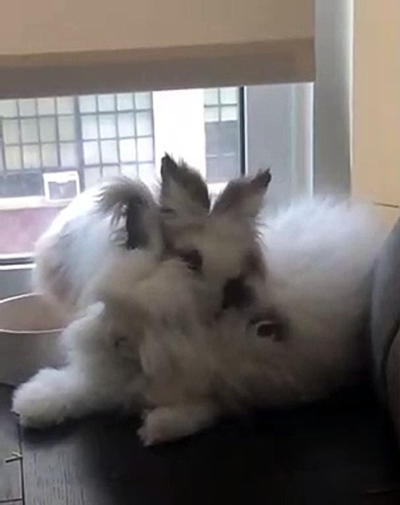 Quand deux magnifiques lapins se font des câlins. Essayez de ne pas sourire !