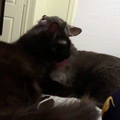 Adorable ! Deux chats se lèchent mutuellement pour se toiletter.