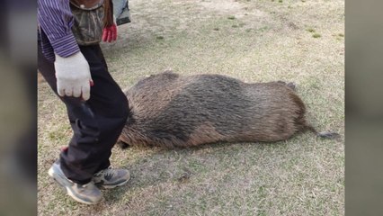 세종시 도심에서 멧돼지 신고...1마리 포획 / YTN