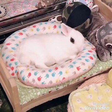 Ce lapin adore être filmer dans son lit. Trop mignon !
