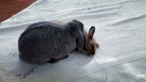 Ce lapereau et sa maman sont très complices. Admirez !