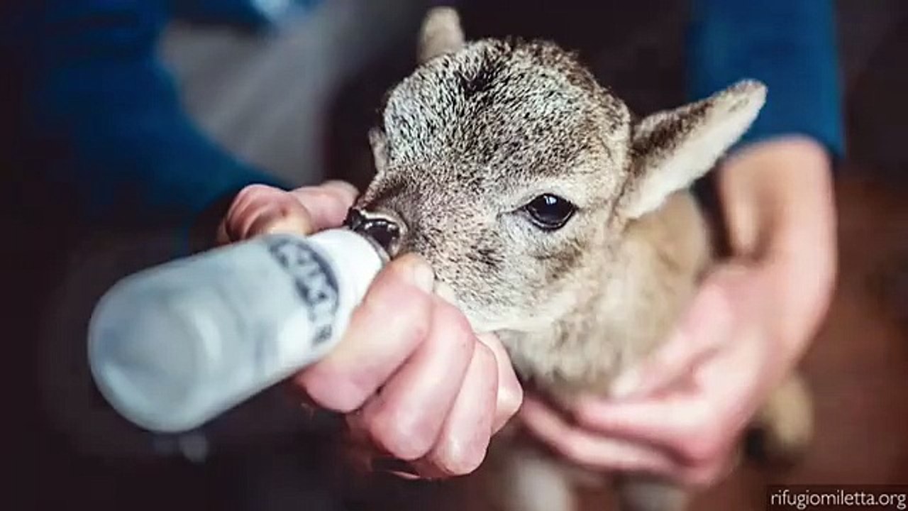 Quand un mignon petit agneau tète au biberon. Émouvant !