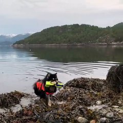 Ce chien finnois est un excellent nageur. Admirez !