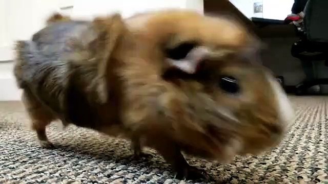 Une promenade de cochons d'Indes pas comme les autres. Trop cute !