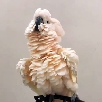 Quand un perroquet s'y connait en karaté, voici ce que ça donne. A mourir de rire !