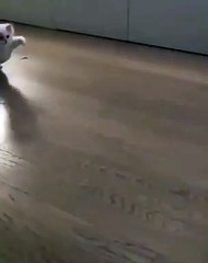 Un chat fou de rage poursuit une abeille. Trop drôle !