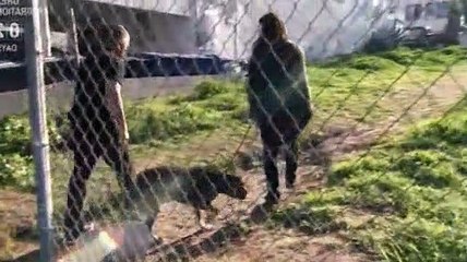 Dog Whisperer S07E05 Oscar and Luna & Ginger (Honeymoon Hell)