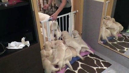 Mother Dog Teaches Her Puppies a Lesson in Patience