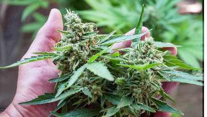 Massachusetts -- the Codfish and Cannabis State!