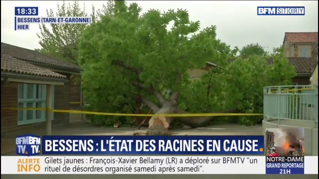 Bessens: l'état des racines de l'arbre tombé dans une cour d'école serait à l'origine de sa chute