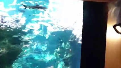 La Cité de la Mer : quelques images du nouveau pavillon