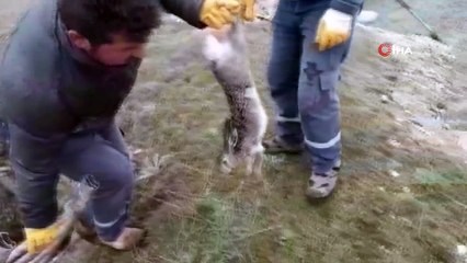 Eski kireç kuyusuna düşen tavşan kurtarılarak doğaya salındı