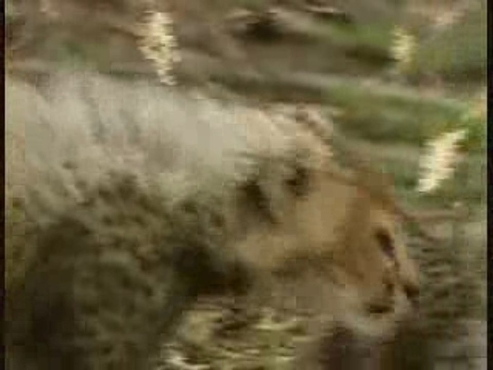 Impala Vs Guépard Vs Hyène