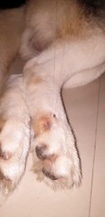 Dog Drools During Deep Sleep