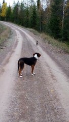 Adorable : un lièvre veut devenir copain avec un chien
