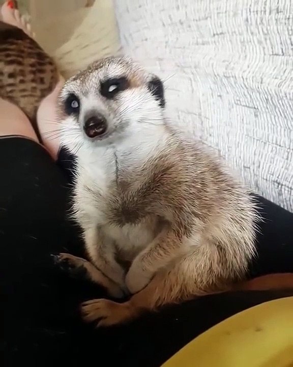 Ce suricate est tellement fatigué qu'il ne tient plus debout