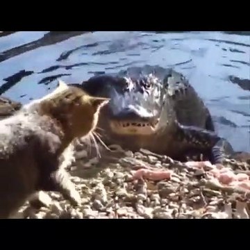 La méchanceté gratuite des chats envers le monde est juste hilarante