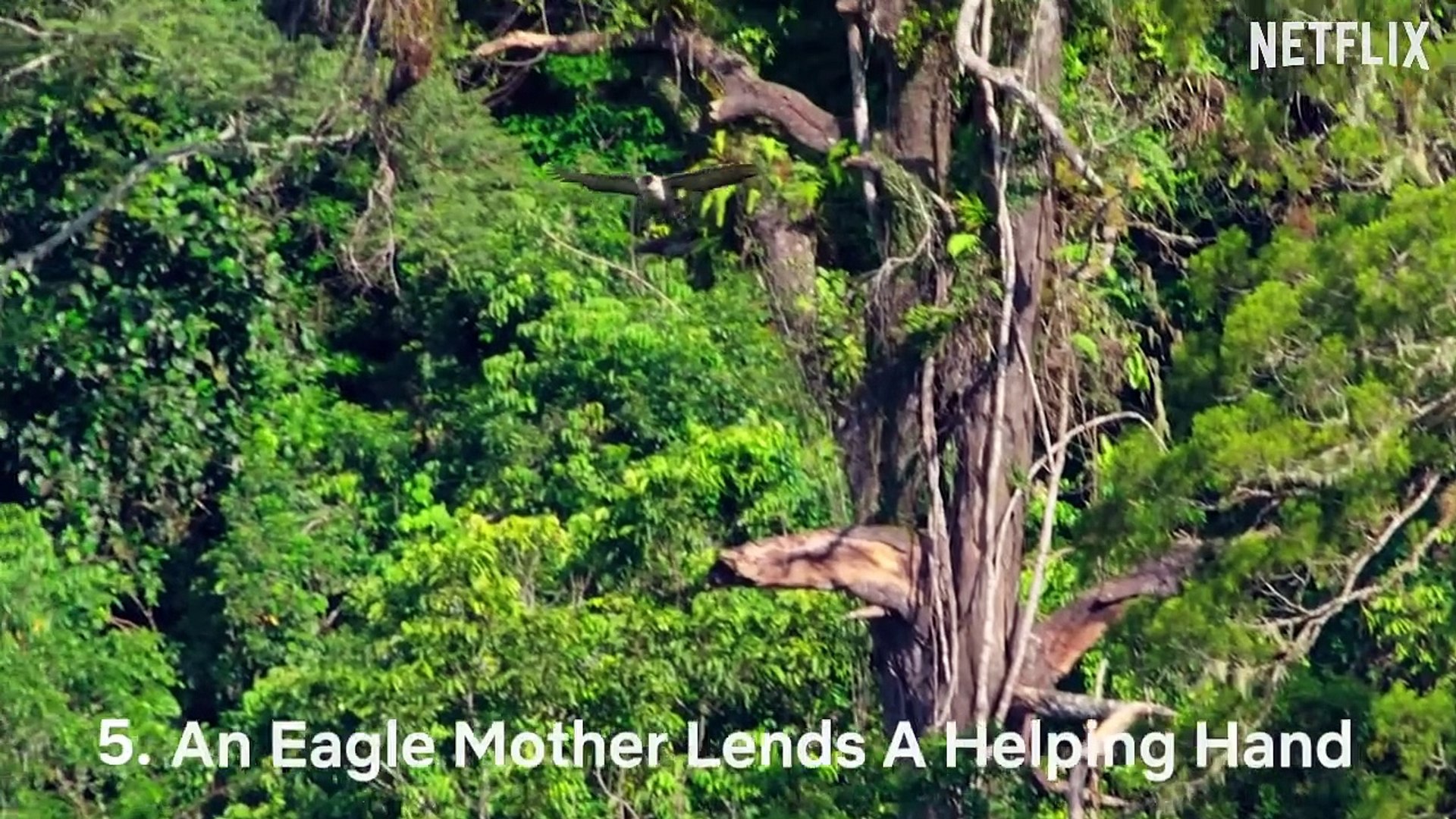 ⁣Our Planet - Cute Baby Animals and Their Moms