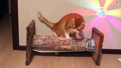 Disco Cat's Back In Town! #RFC