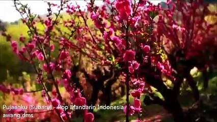 Subaru ( Pujaanku ) - pop Mandarin Indonesia