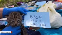 Bobcat That Survived California Wildfire Gives Birth To Four Kittens