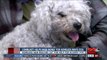 Community raises money for homeless man's dog