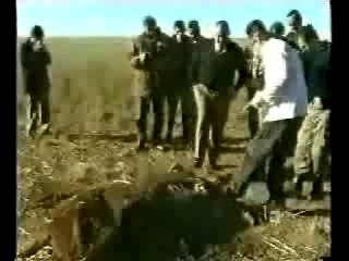 Cattle mutilation-mutilation de betail-argentina 2002